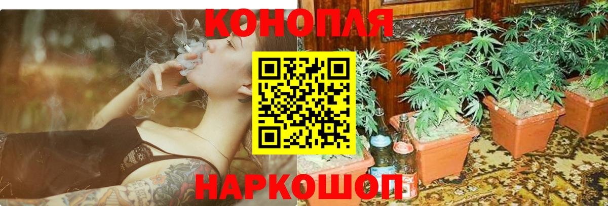 Конопля гибрид Кольчугино